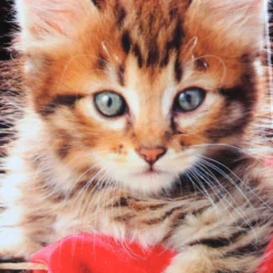 Ensemble 4 Valises Madisson Chaton -Promos Voyage Sac Boutique ensemble valise madisson 842951z